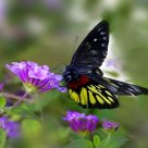 紅肩粉蝶  Delias pasithoe curasena